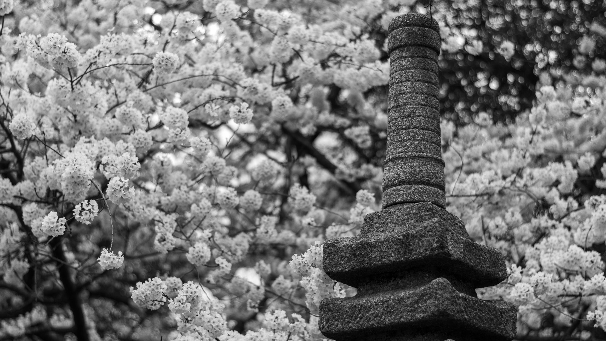 Tidal Basin Blossoms- Nikon D5600 Test Run